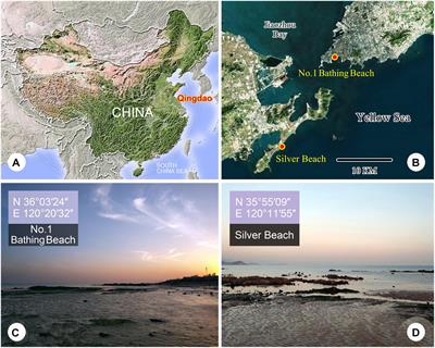 Morphology and Molecular Phylogeny of Four Trachelocercid Ciliates (Protozoa, Ciliophora, Karyorelictea) Found in Marine Coastal Habitats of Northern China, With Description of a New Genus, Two New Species and a New Combination